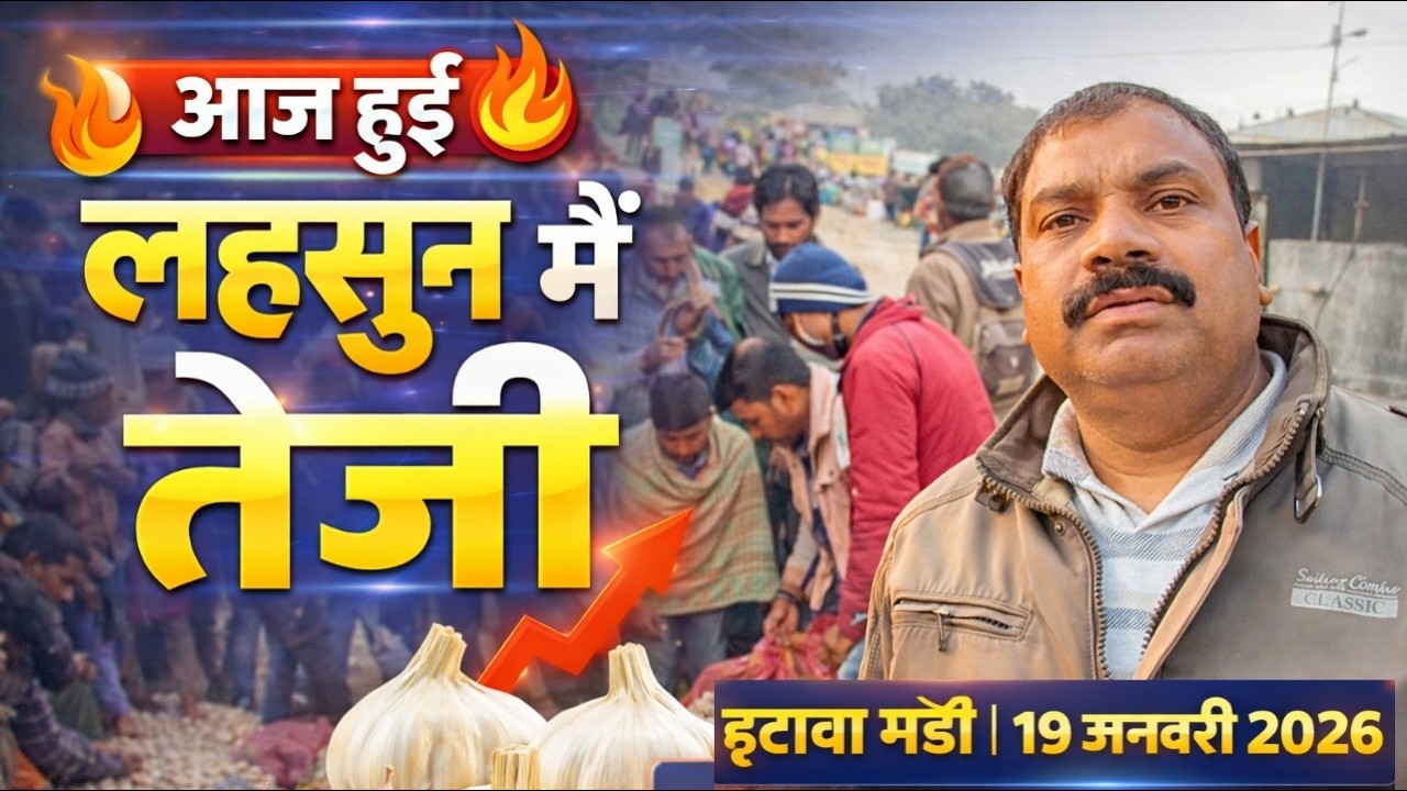 लहसुन में उछाल ने बदल दिया मंडी का खेल 😱 |आज का लहसुन भाव 🔥 | इटावा मंडी 19 जनवरी 2026