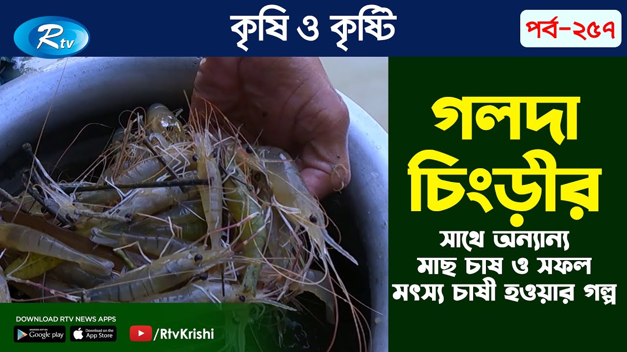 গলদা চিংড়ির সাথে অন্যান্য মাছ চাষ, পরিচর্যা  ও সফল মৎস্য চাষী হওয়ার গল্প | Fisheries | Rtv Krishi