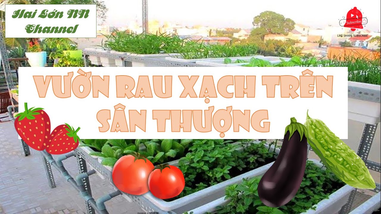 Vườn Rau Sạch và Dâu Tây trên tầng thượng nhà Hai Lớn