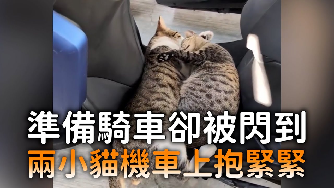 準備騎車卻被閃到　兩小貓機車上抱緊緊