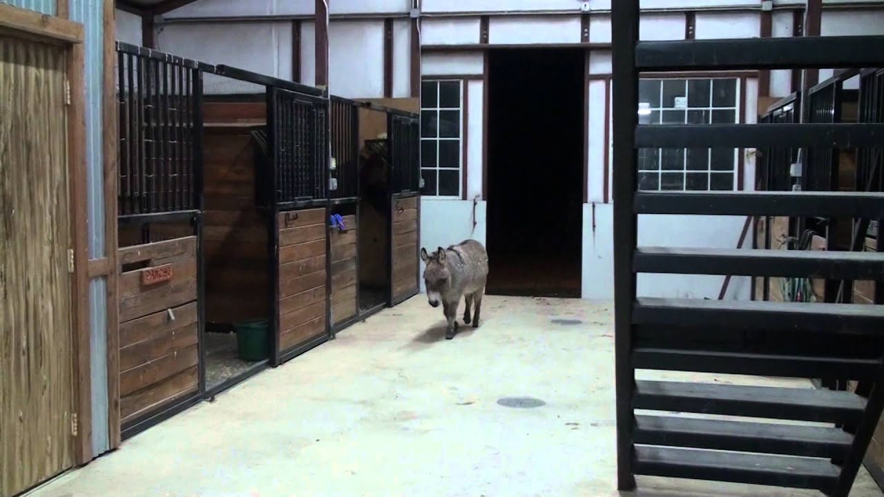 Nightly Cold Weather Parade Into the Barn...3 Horses - 1 Donkey