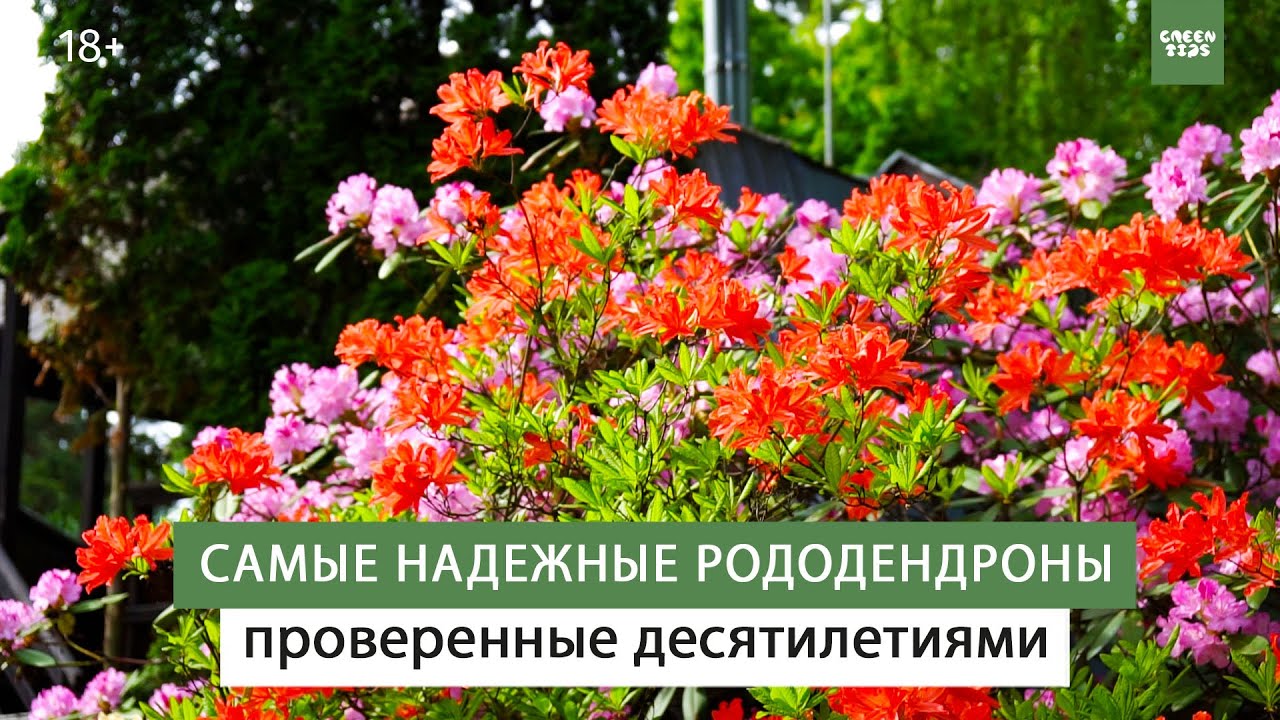 Самые НАДЕЖНЫЕ рододендроны в ВАШЕМ саду