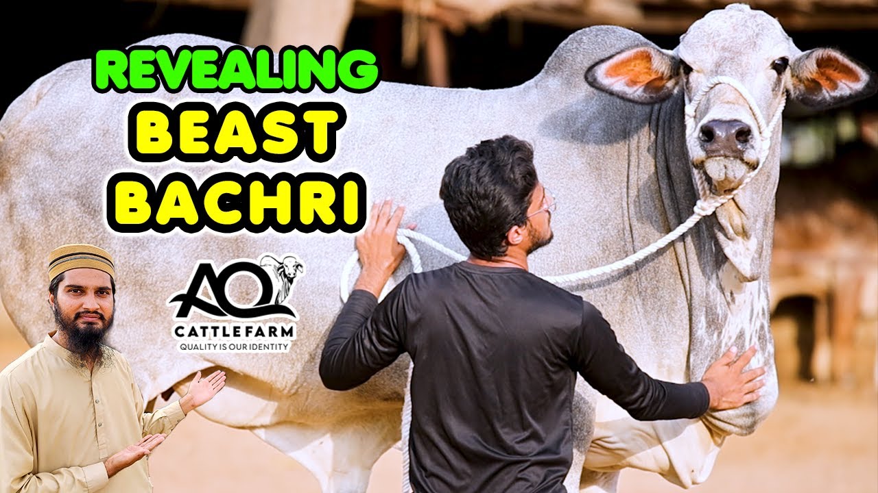 Heavy BEAST Bachri REVEALED | AQ Cattle Farm