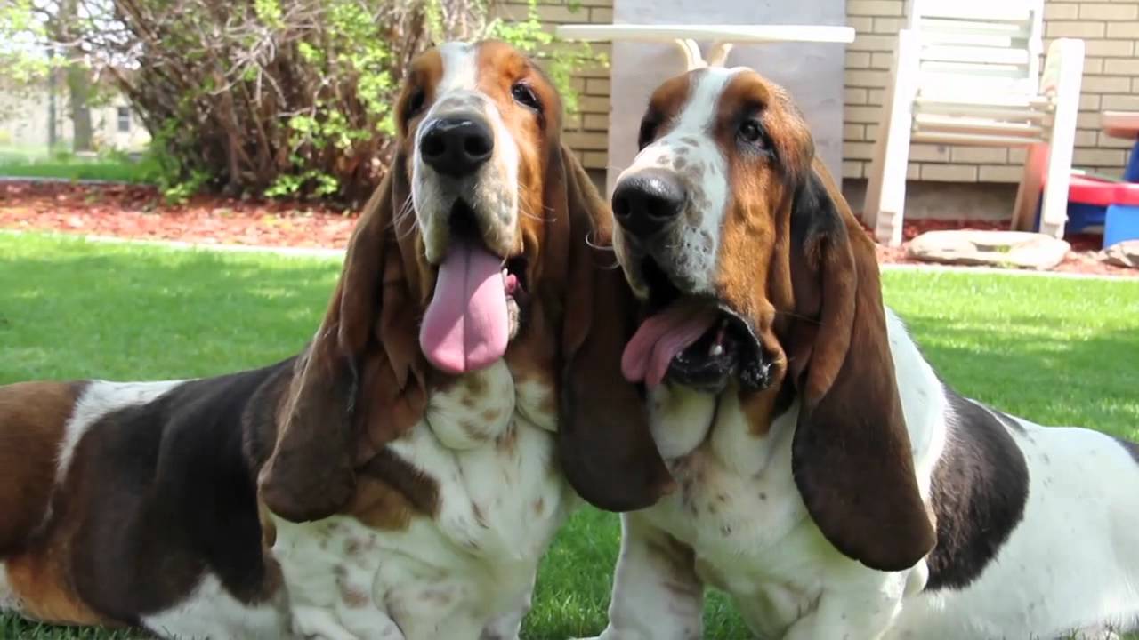 Maple Street Bassets Kennel Video