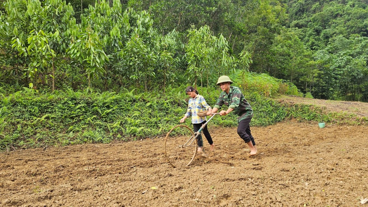 Phuong Vy and her father diligently sow corn seeds for the upcoming crop.