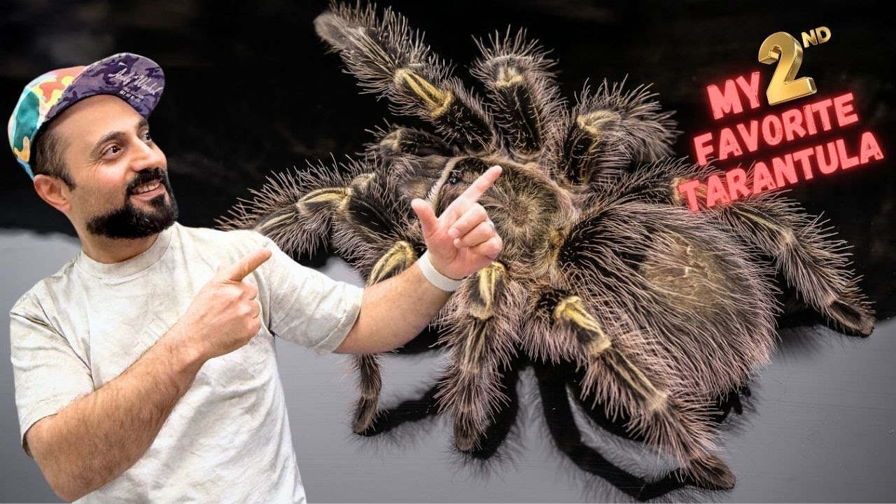 Gentle Giant of the Tarantulas - Chaco Golden Knee - Grammostola