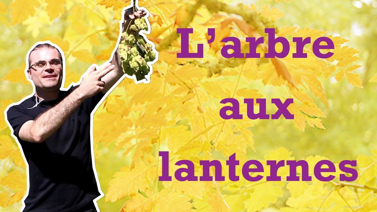 Les arbres remarquables : le savonnier de Chine