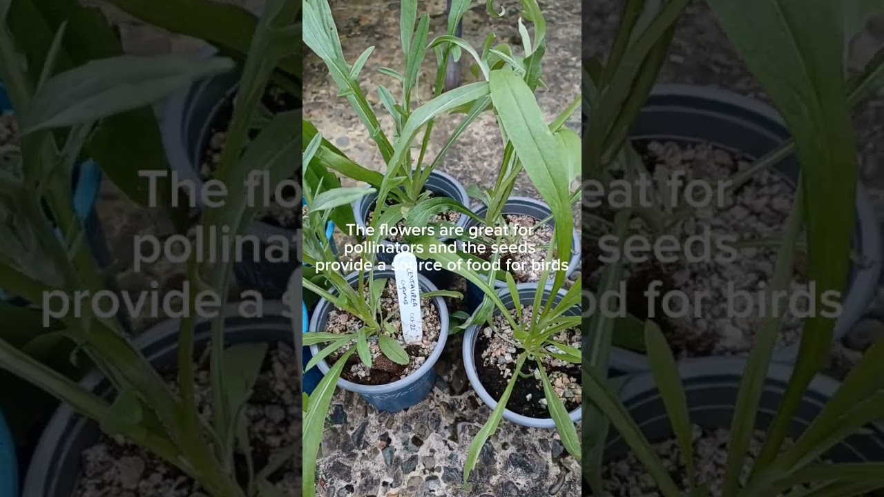 Autumn sown Cornflowers for planting out | Wildlife friendly flowers| Wildflowers