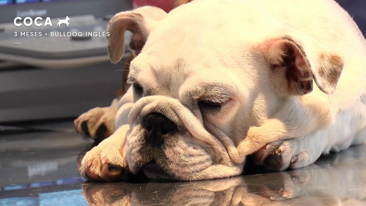 Clinica Veterinaria Panda | Cardiolog&iacute;a Animal