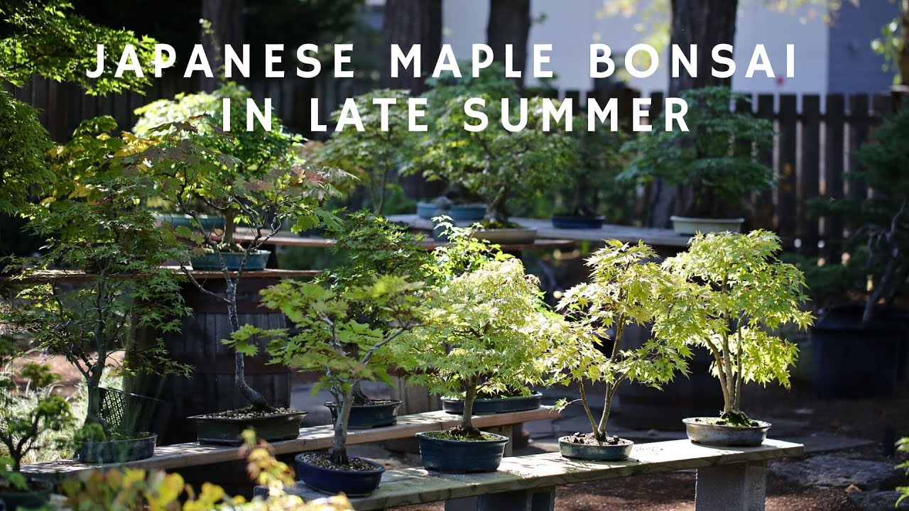 Momiji-En (Japanese Maple Bonsai Garden) Walk in Late Summer