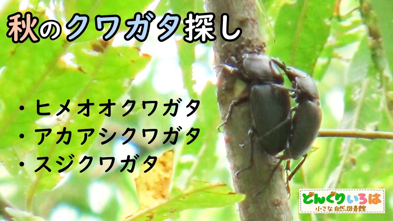 秋のクワガタ探し～ヒメオオクワガタ・アカアシ・スジクワ