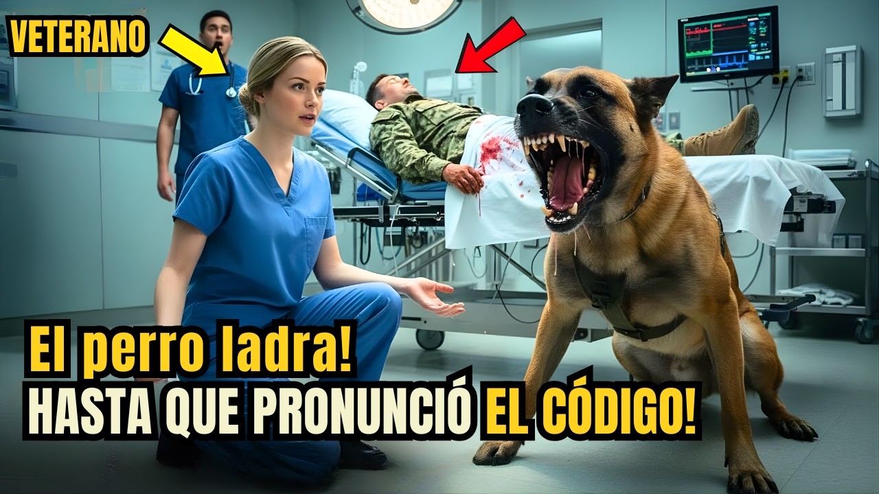 K9 protege a SEAL herido hasta que una enfermera novata dice el código secreto