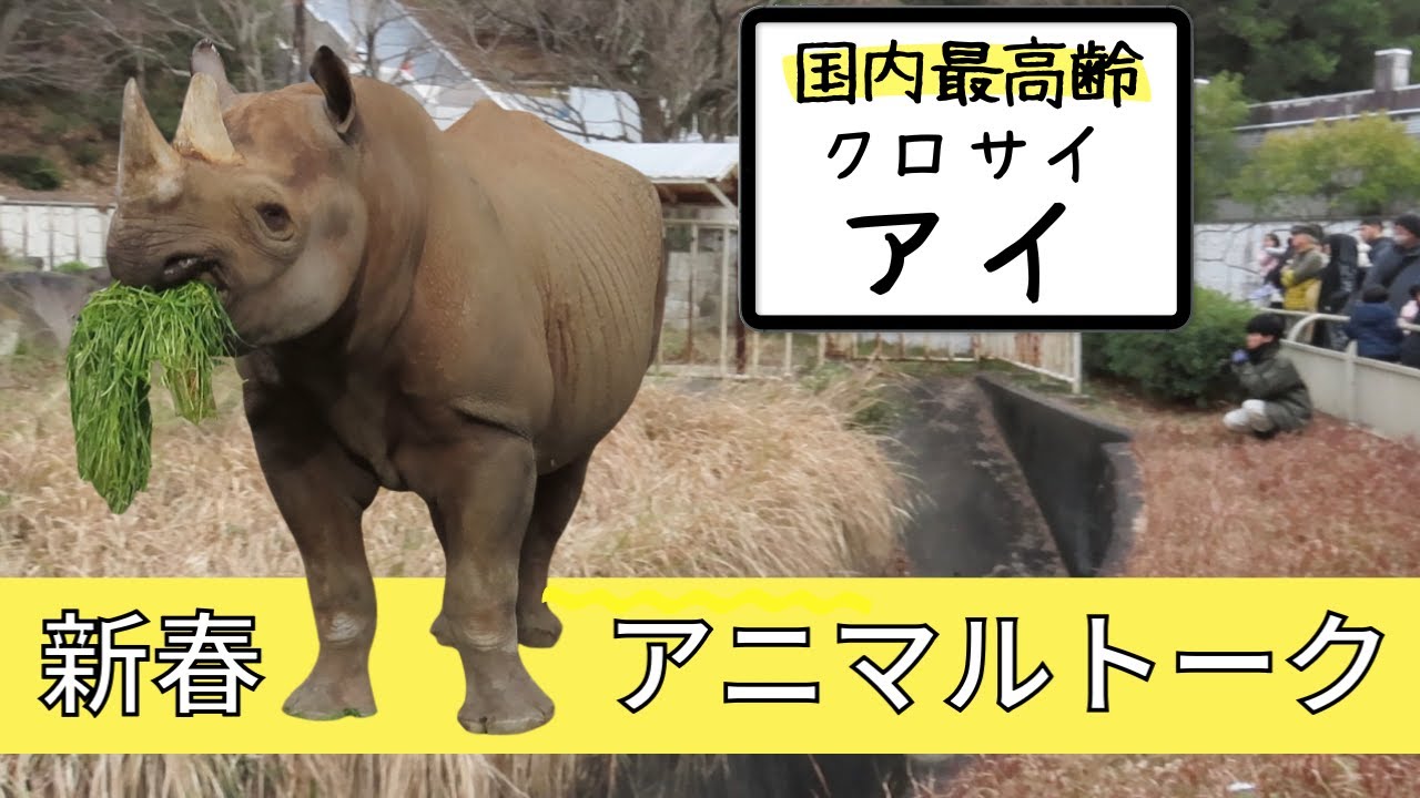 国内最高齢のクロサイ『アイ』はとっても元気！新春アニマルトーク【東山動植物園】