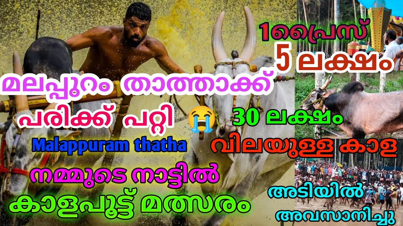 മലപ്പുറം താത്താ കാളപൂട്ട് കാണാൻ പോയപ്പോൾ സംഭവിച്ചത് കണ്ടോ 😖😖😭#malappuramthatha |went to kalapoot