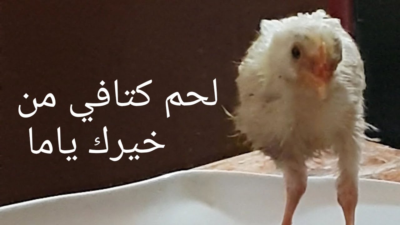 أغرب كتكوت في العالم 😱😱