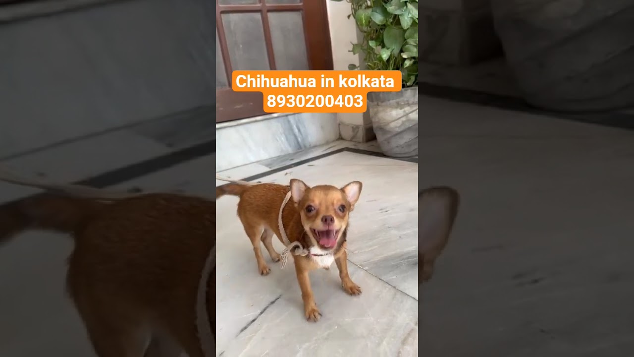 chihuahua puppies for sale in kolkata #kolkata #howrah #durgapuja #highlights #pets #dogs #chihuahua