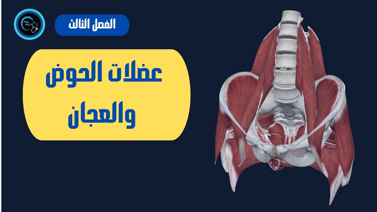 عضلات الحوض والعجان | السنة التحضيرية | الفصل الثالث