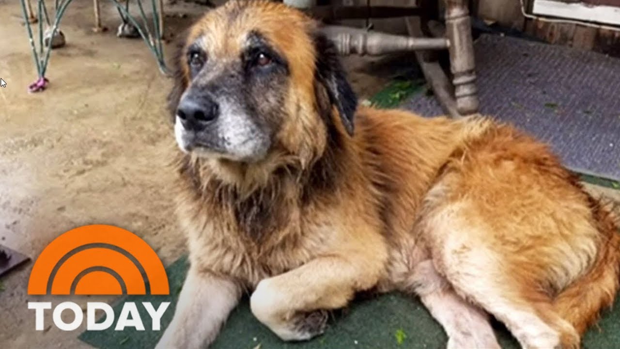 Hurricane Harvey: Otis The Dog Carrying A Bag Of Food Goes Viral | TODAY