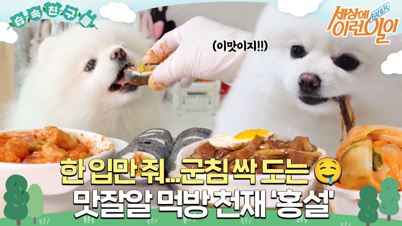 [#습속친구들]  진짜 같은 펫푸드의 신세계! 맛잘알 먹방 천재 &lsquo;홍설&rsquo; #순간포착세상에이런일이 #WhatonEarth #SBSstory