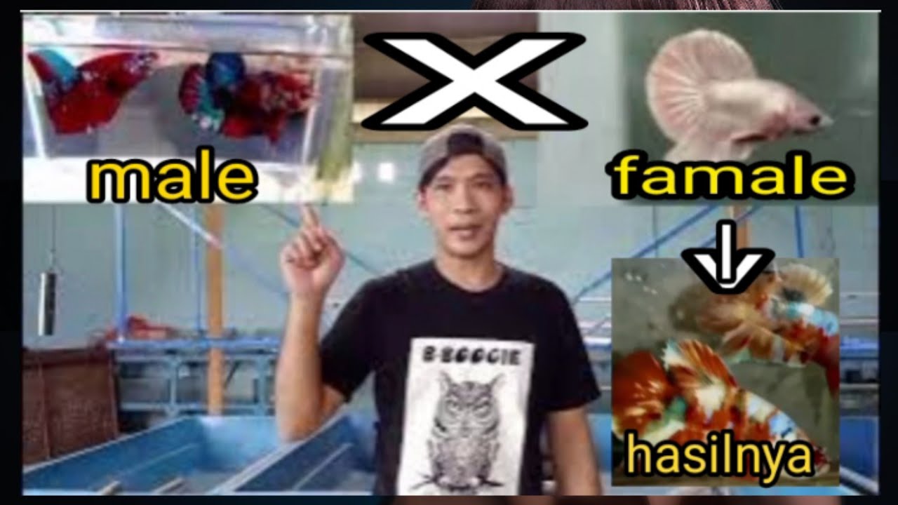 Hasil kawin silang ikan cupang - cara cetak  ikan cupang barongsai