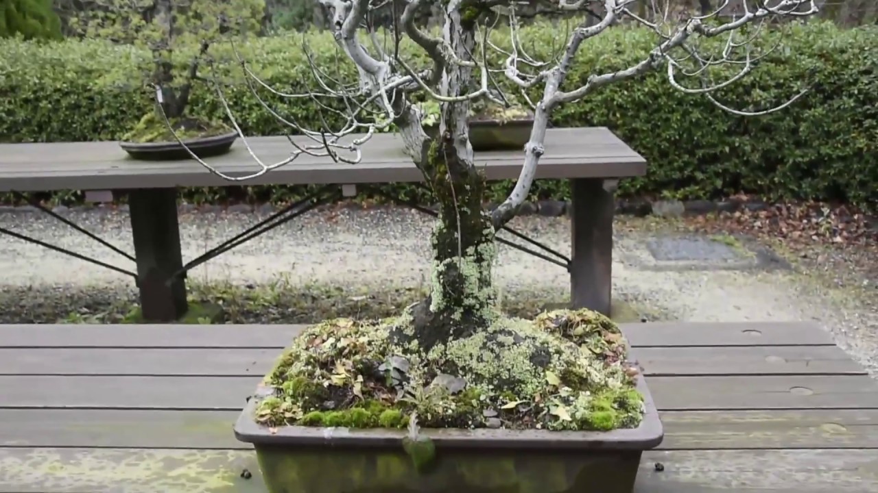 Bonsai Collection, Kyoto Botanical Gardens: A Winter's View
