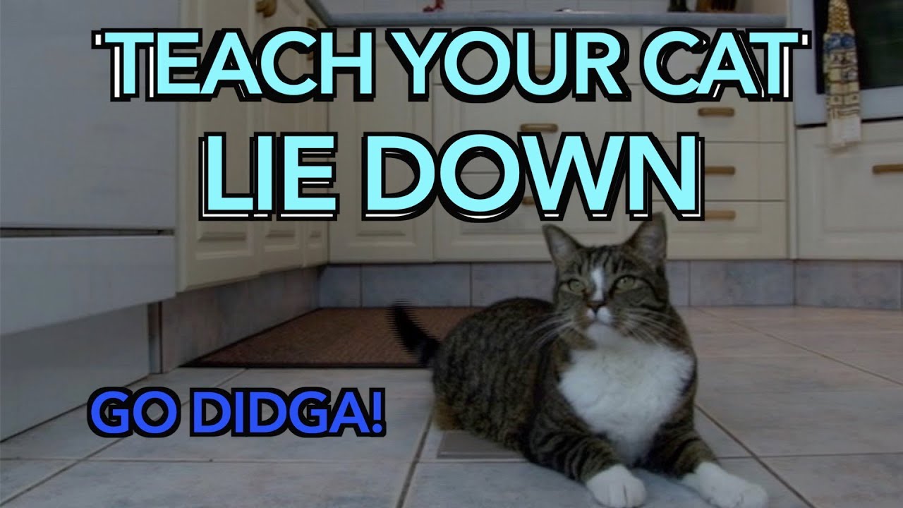 How to teach your cat to LIE DOWN