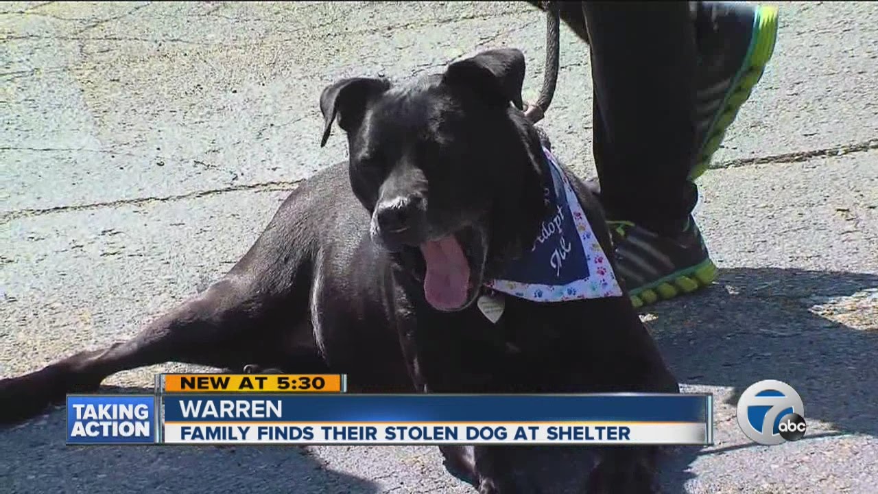 Family finds stolen dog at shelter
