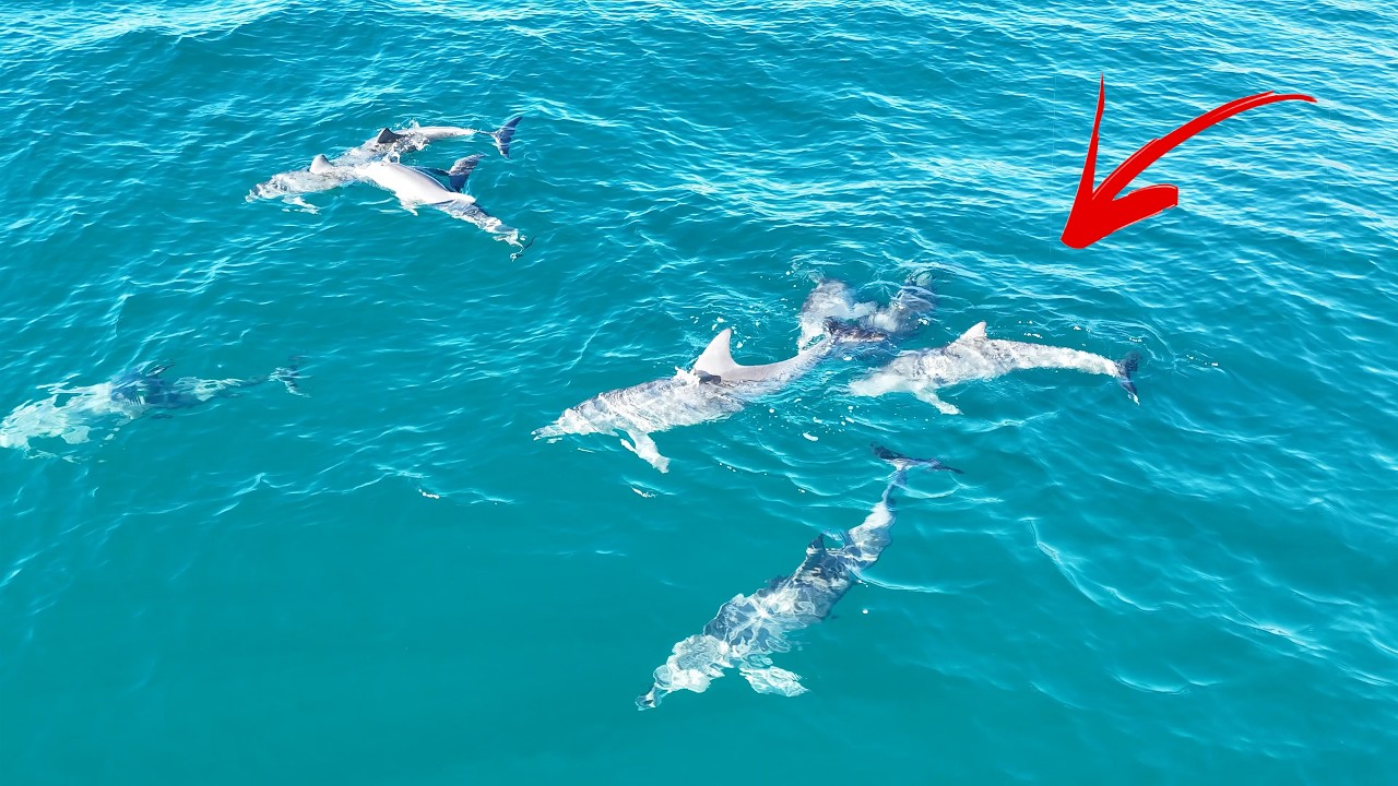 Dolphins ON THE HUNT & Playing Having Fun