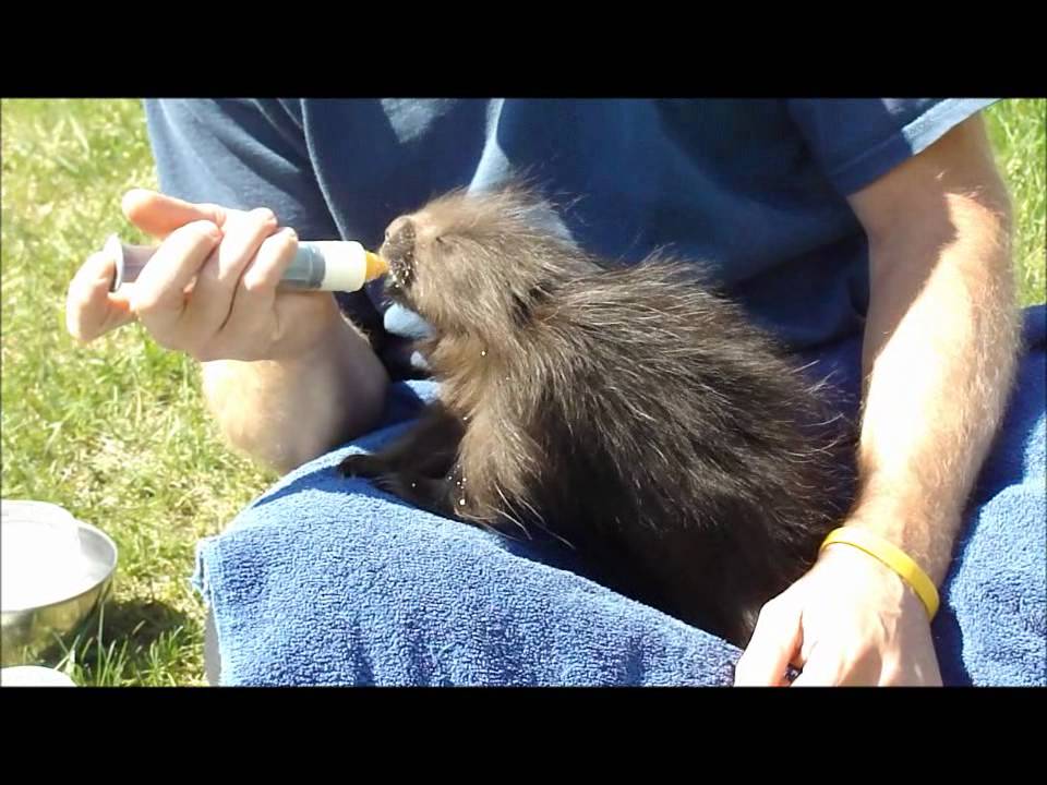 Baby Porcupine