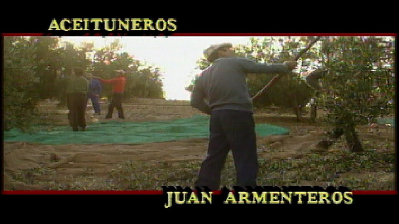Aceituneros de Montejícar en la recolección de aceitunas de Jaén (1990)