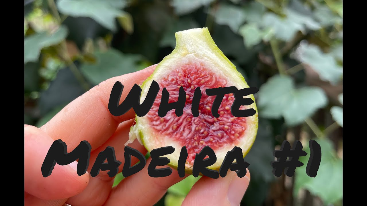 White Madeira #1