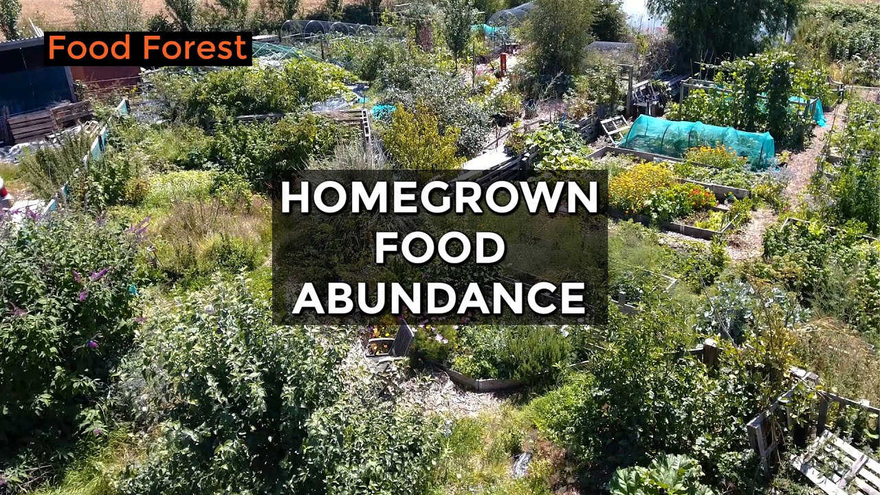 Soft Fruit Abundance in Four Year-old Food Forest (July 2020)