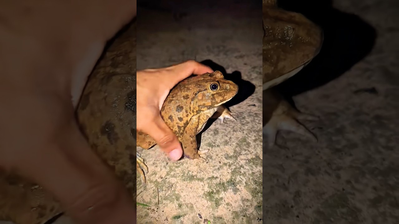 Bonk Bonk the frogs funny | Bullfrog and Toad funny fly or jump | Animal for fun | Funny Frog