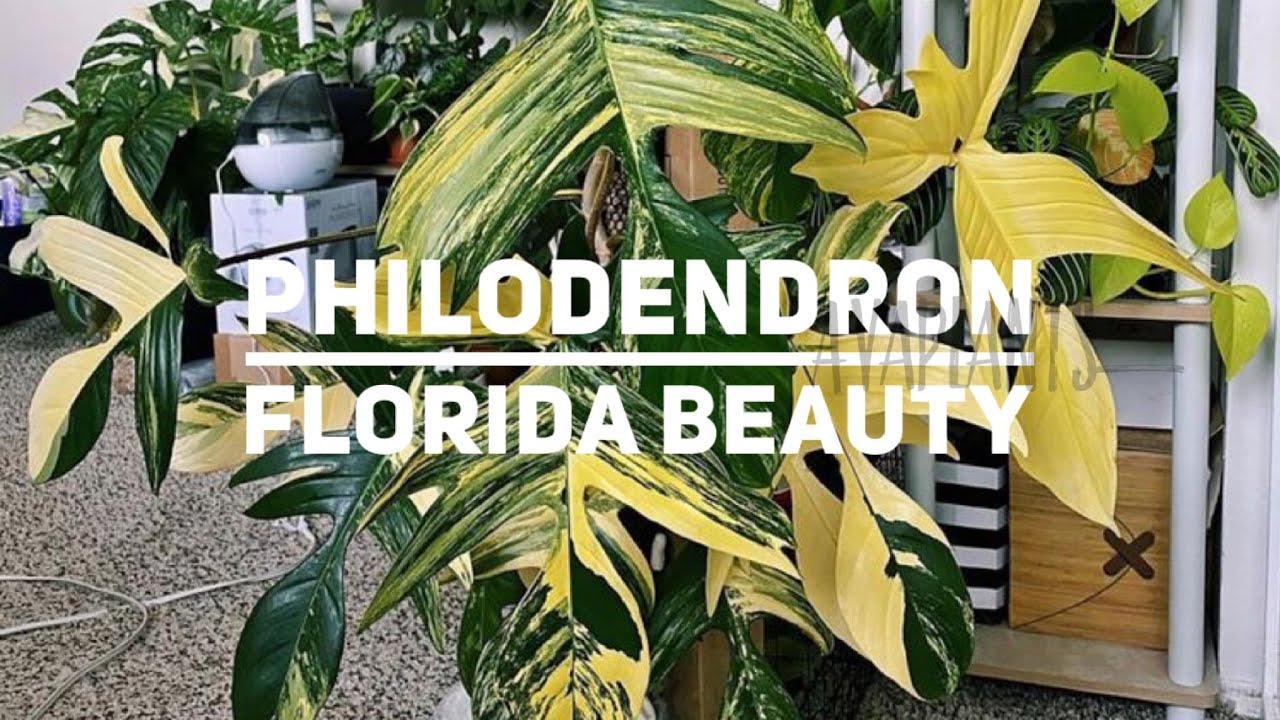 PHILODENDRON FLORIDA BEAUTY et bla-bla-bla