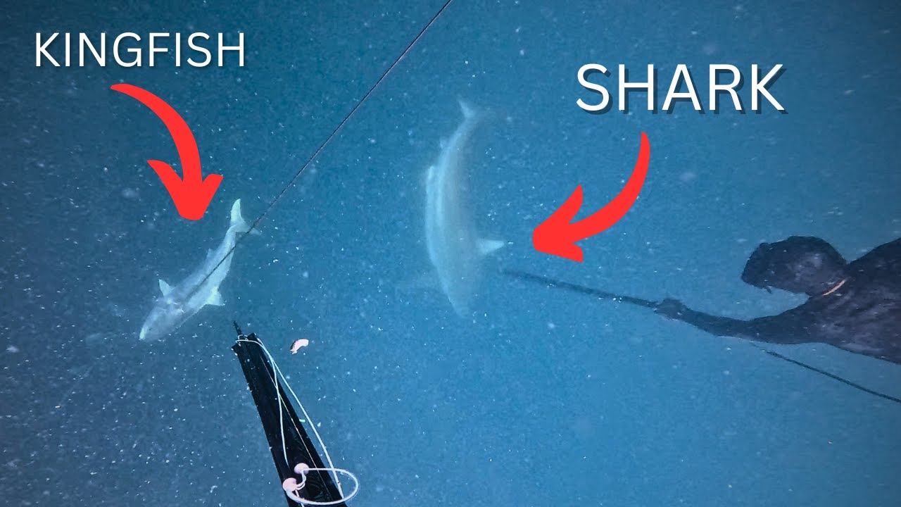 Kingfish vs Sharks | Mussel Farm Catch n Cook