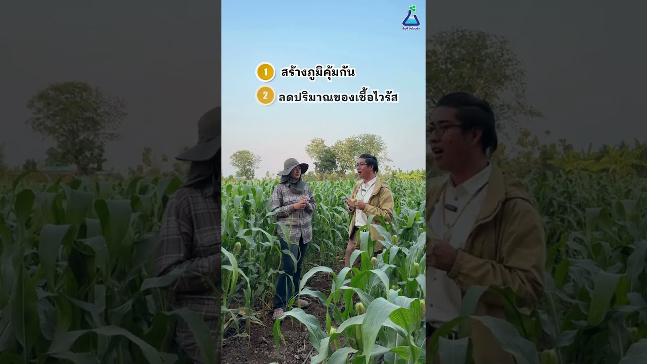 ปลูกข้าวโพดยังไงให้ต้นไม่แคระ ใบไม่เหลือง ลดเสี่ยงไวรัส ตัวอย่างจากแปลงจริง