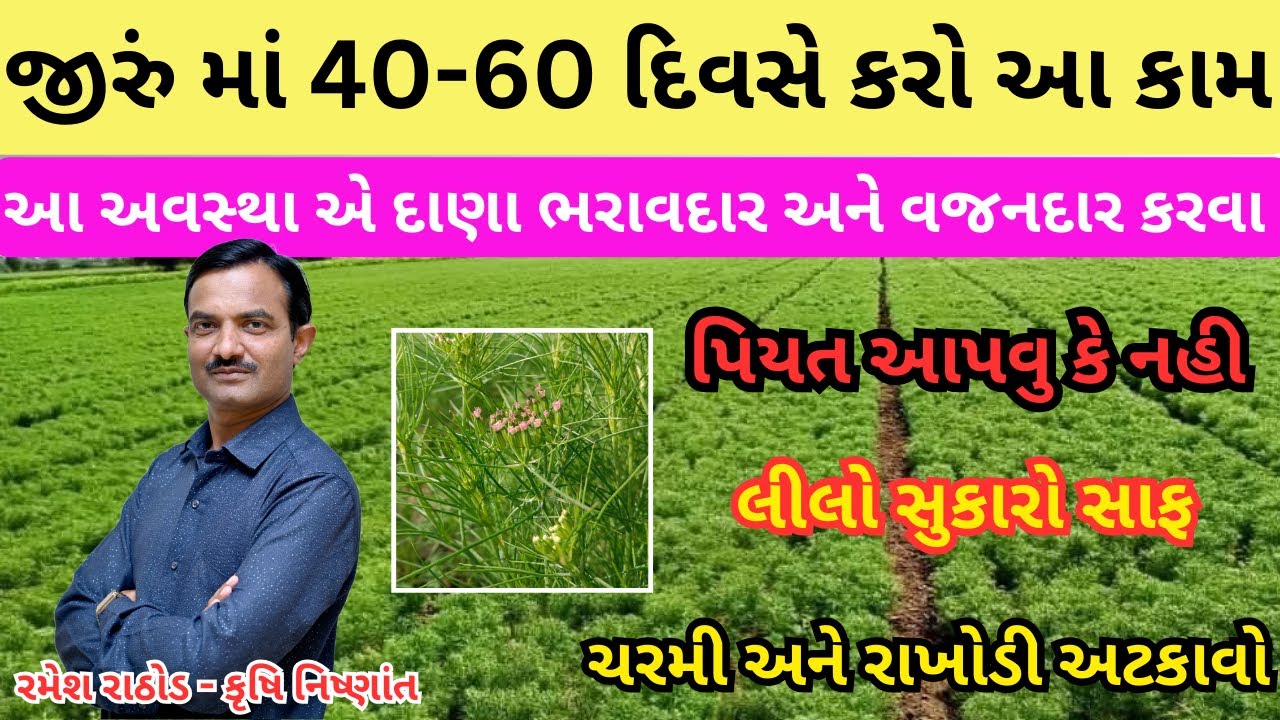 જીરુંમાં 40-60  દિવસે કરવાની માવજત | જીરુંમાં દાણો વજનદાર કરવા | ચરમી, સુકારો | Jiru Mavjat | Cumin