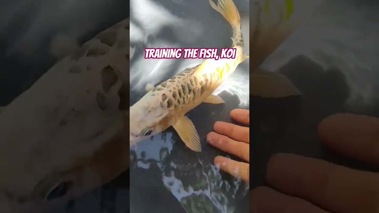A small pond, a big journey &ndash; Training the Koi fish