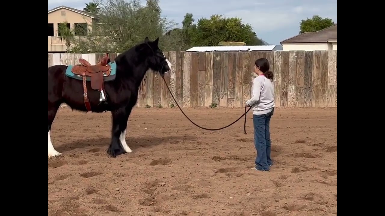 Stormy- 8yo Gypsy Mare 