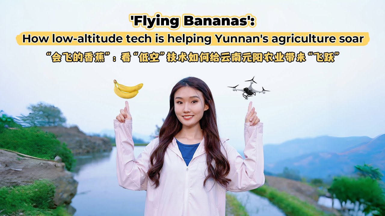 'Flying Bananas': How low-altitude tech is helping Yunnan's agriculture soar