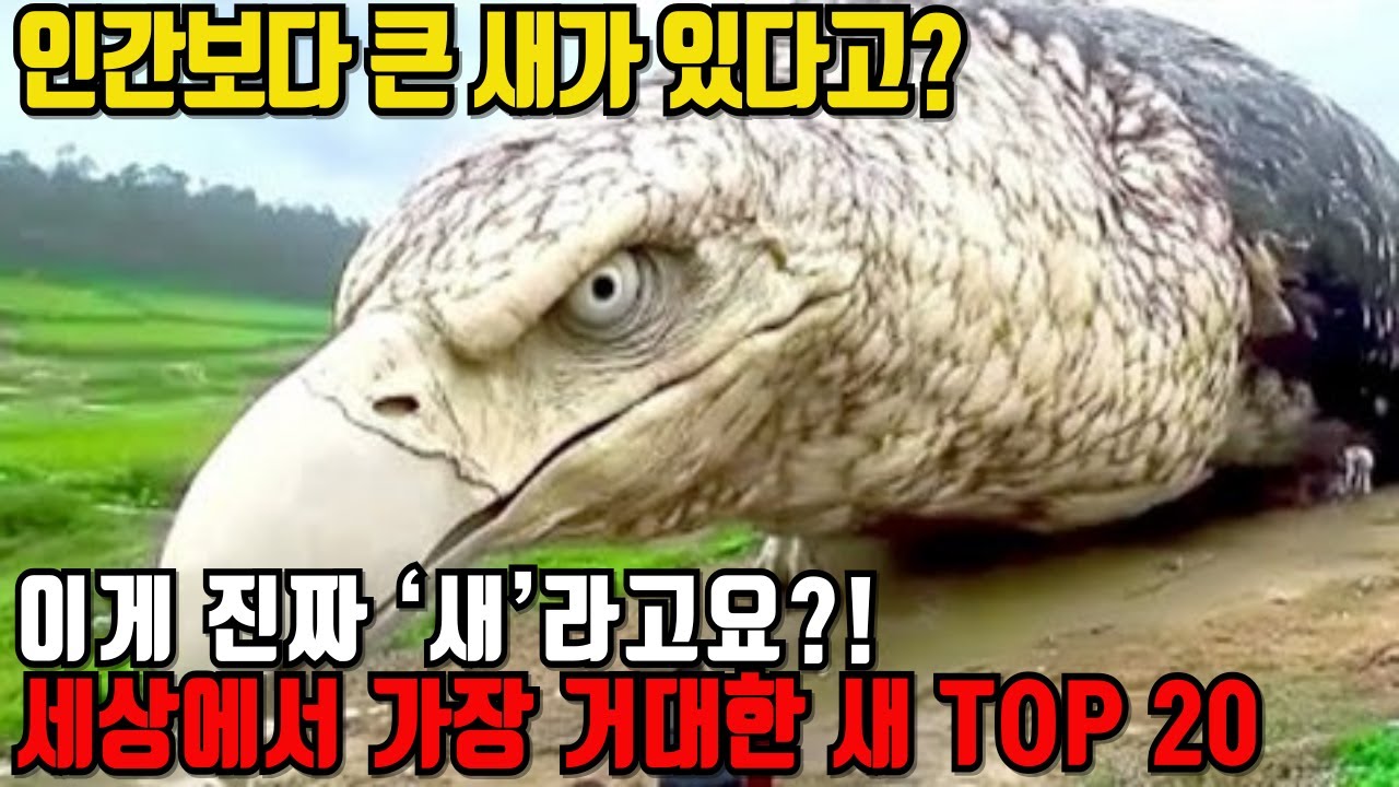 인간보다 큰 새가 실제로 존재합니다 | 세상에서 가장 거대한 새 TOP 20