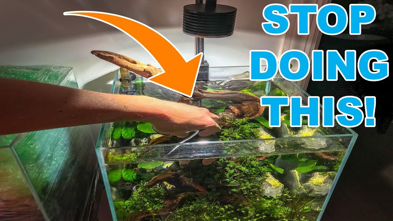 BIGGEST TIP FOR NEW AQUARIUM PLANTS!