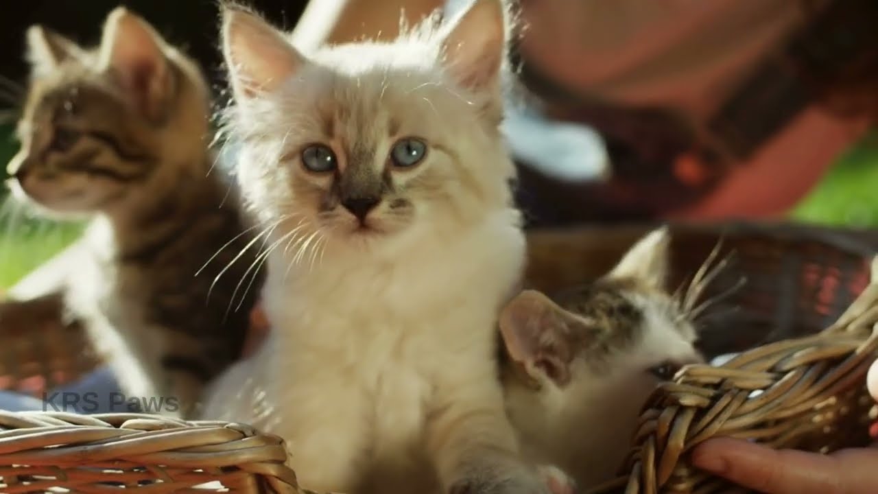 How Does a CAT Behave After Giving Birth?