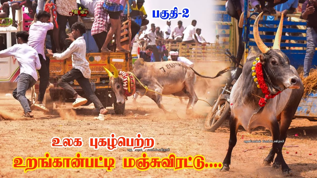 உறங்கான்பட்டி மஞ்சுவிரட்டு பகுதி -2 2026