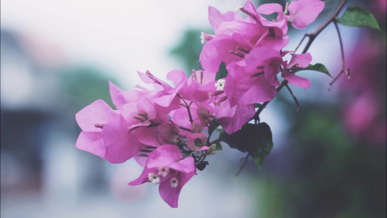 سـورة البقرة كاملة سعيد الخطيب -Surah Al Baqarah Saeed Ali khatib