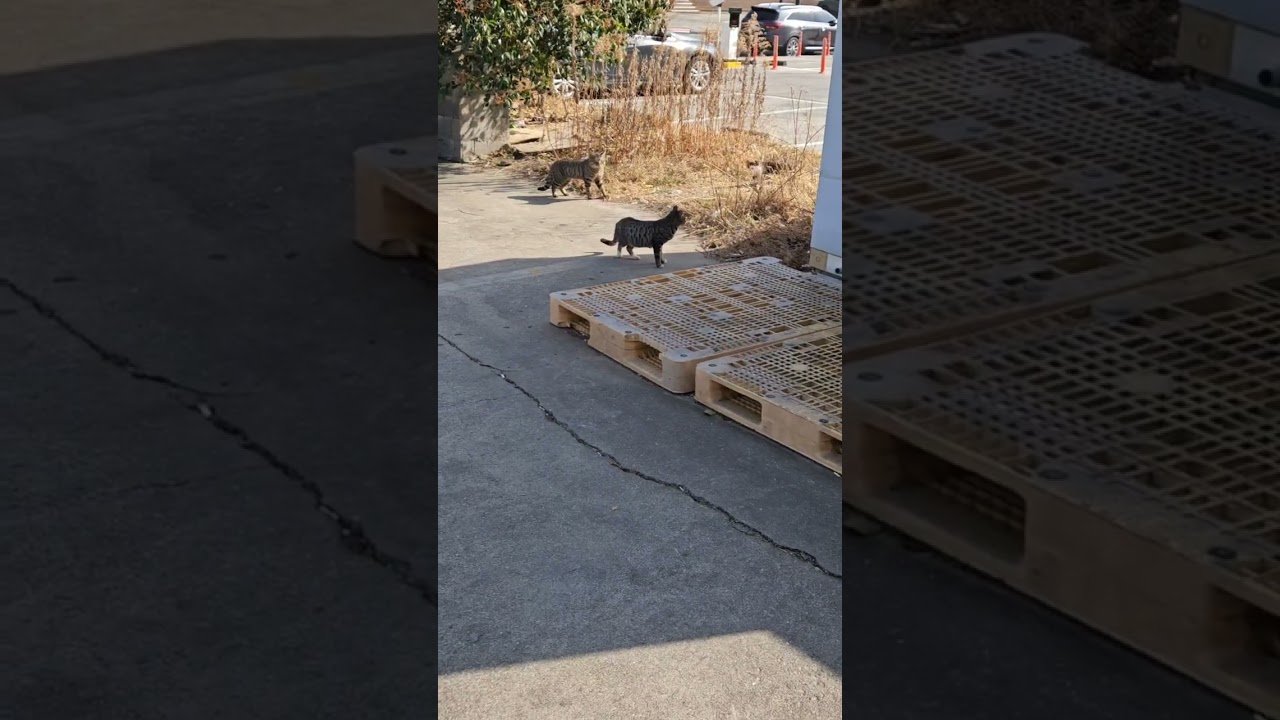 음식점 엄마 따라 다니는 고양이