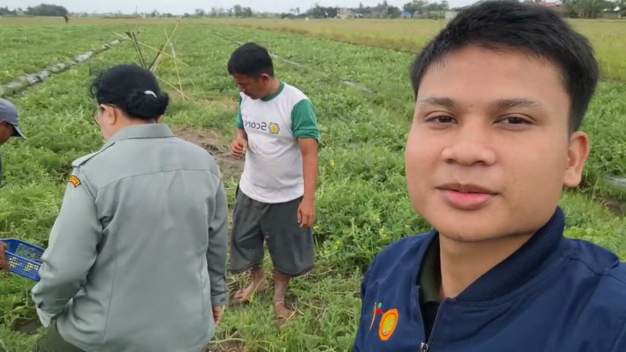 Penyerbukan pada bunga semangka
