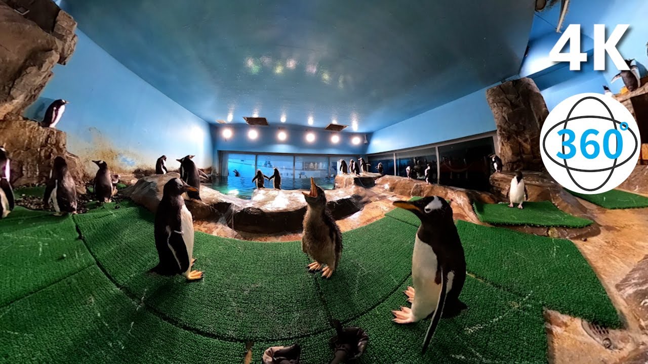 ペンギン展示場に360°カメラを設置して、生後1カ月半のヒナを観察【360°動画】