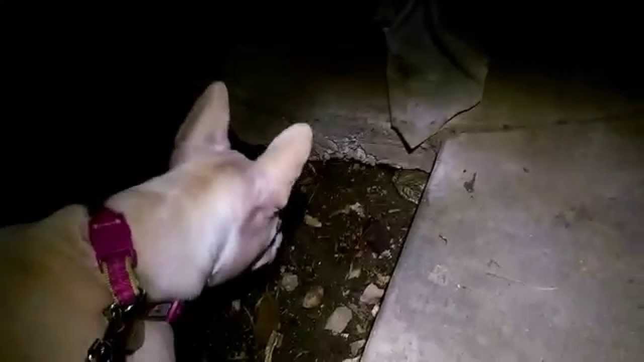 So that's why they call them frog dogs!