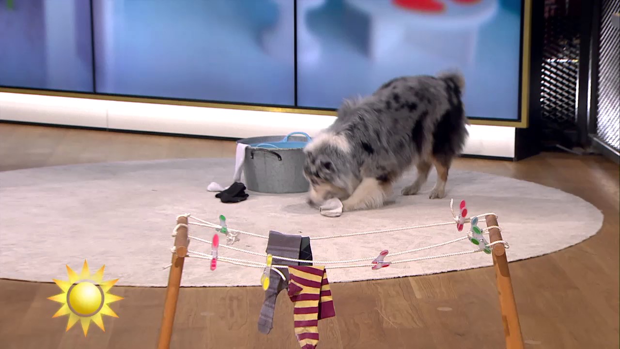 Svenska mästarna i hundsporten Freestyle - Nyhetsmorgon (TV4)
